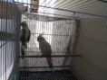 /album/nossas-aves/albina-x-arlequim-perola-cb-jpg/